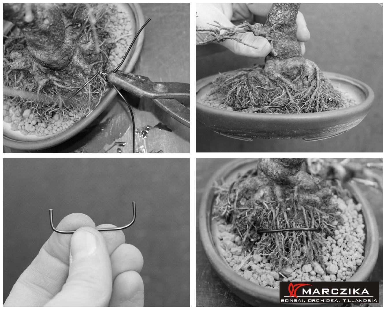 shohin bonsai, bonsai bonsai tálba ültetése, bonsai tálba rögzítés, bonsai jin fogó, bonsai ültető közeggel feltöltése, Egy shohin bonsai bonsai tálba ültetése és bonsai tálba rögzítése, bonsai jin fogó ollóval, majd bonsai ültető közeggel való feltöltése a bonsai tálnak.